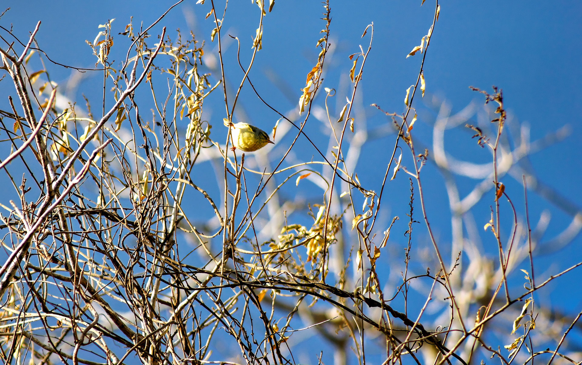 Graunackensänger (Neomixis tenella)